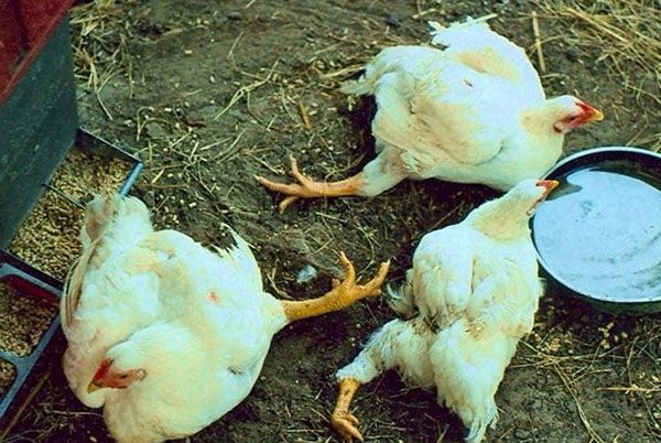 Неправильне харчування і утримання бройлерів призводять до загибелі птиці
