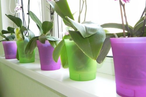 пластикові горщики для орхідей