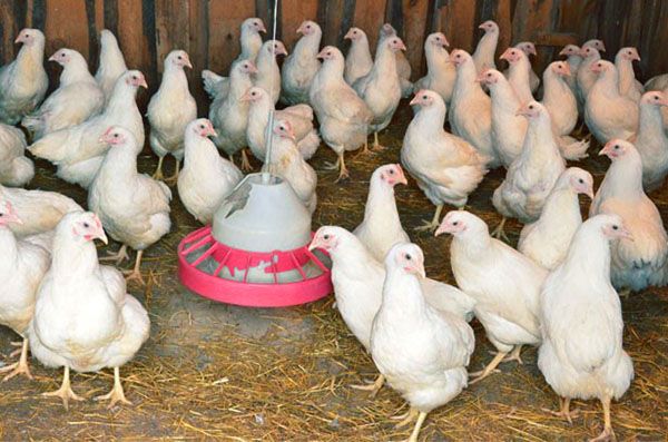 Щоб кури не скльовували яйця, курник перевіряють кожен день