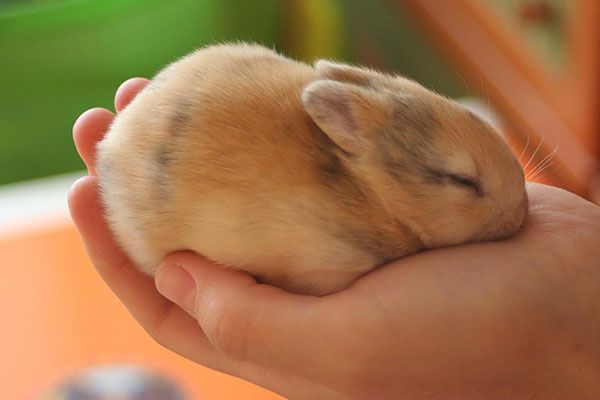 При гарному догляді маленький кролик може прожити до 15 років