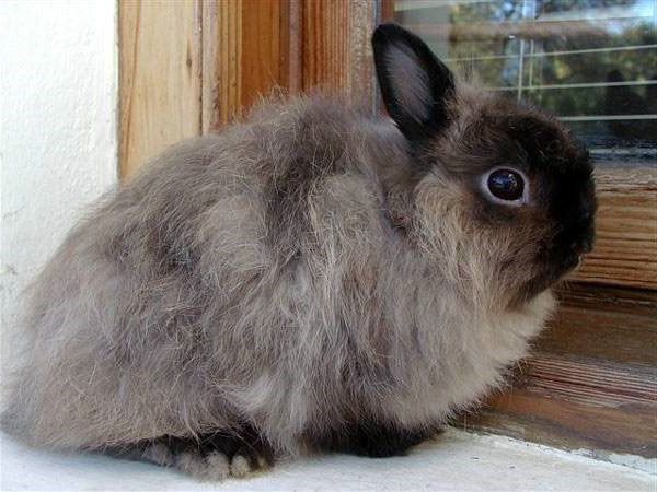 Вартість декоративного кролика коливається від 400 до 4000 рублів