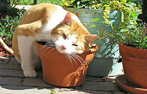 Котячу м'яту можна вирощувати в горщиках на підвіконні