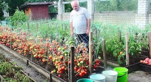 обробка помідор