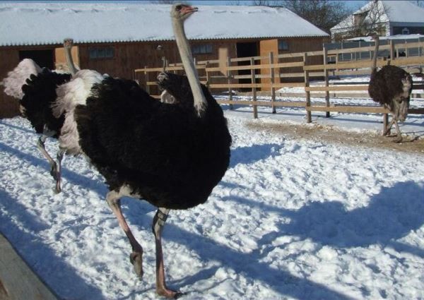 страуси взимку