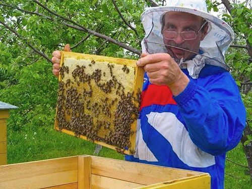 Збір меду на пасіці