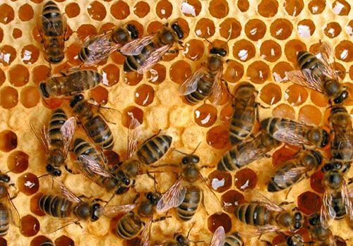 Найкорисніший мед - це мед зібраний бджолами