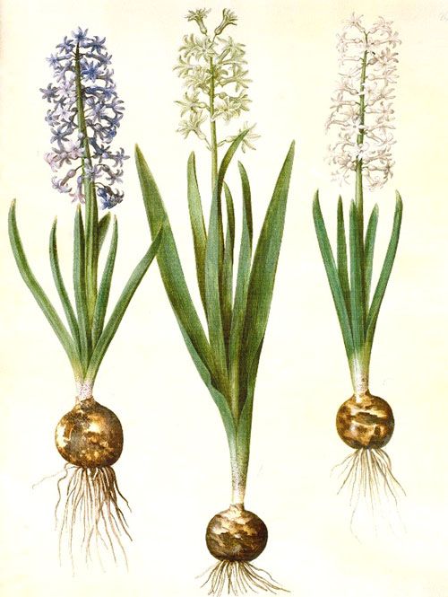 Цибулина, стебло і квітка гіацинта