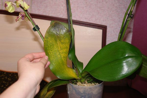 Захворіла улюблена орхідея
