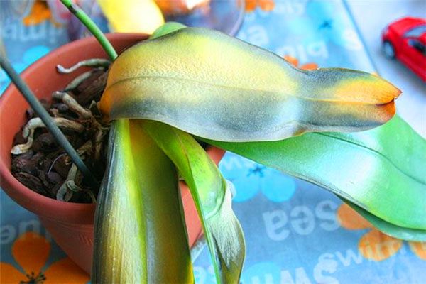 Обмороження орхідеї фаленопсис