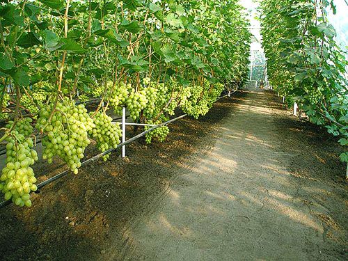 Дотримання агротехніки вирощування винограду дає хороші результати
