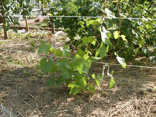 Догляд за виноградом в перший рік