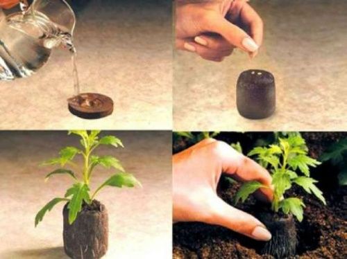 як садити насіння в торф'яні таблетки