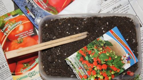як садити розсаду