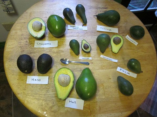 авокадо різних сортів