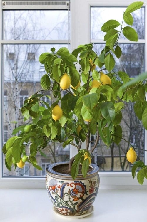 як виростити лимон вдома