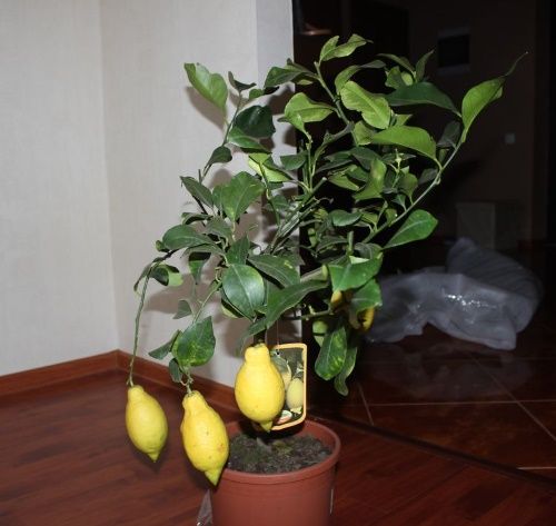 Як виростити лимон вдома - кімнатні цитрусові з саджанця і кісточки