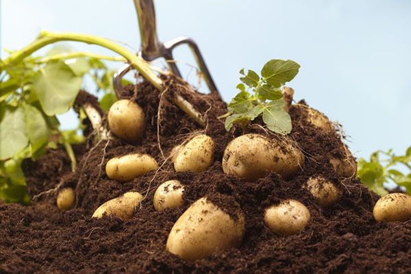 викопування картоплі