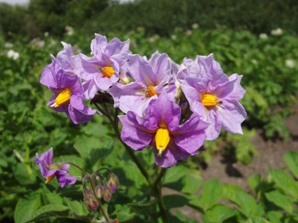 Квітучий кущ картоплі