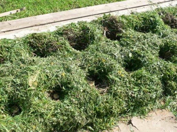 Посадка картоплі на"матрас" из сорняков