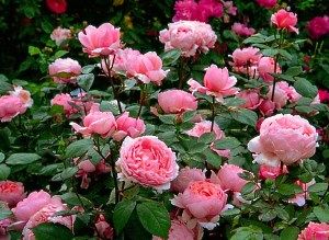 рожеві троянди