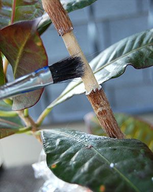 Підготовка рослини до розмноження повітряним отводком