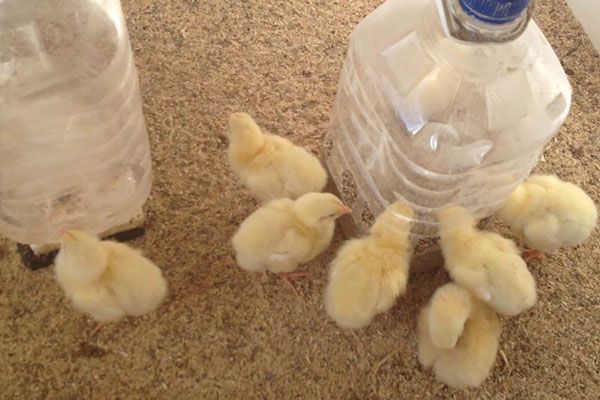 зміст добових курчат