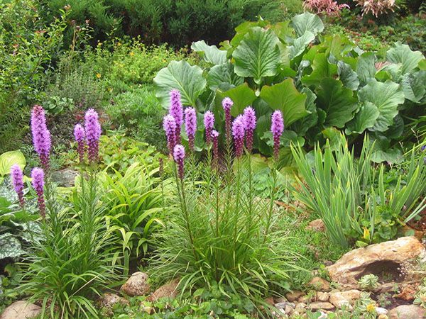 садові композиція з лиатрис