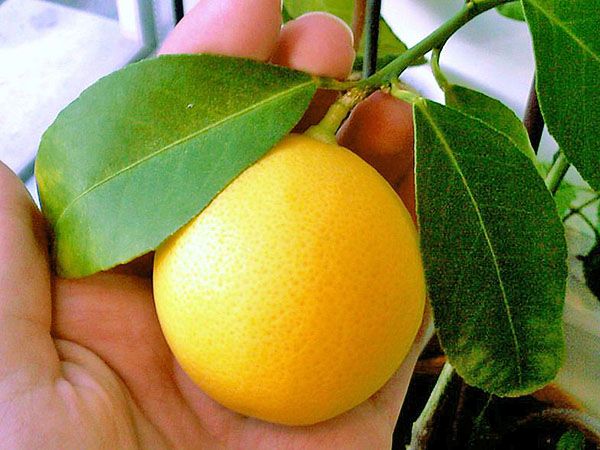 Дивовижний кімнатний лимон Мейера