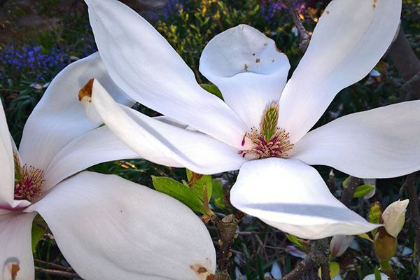 білі квіти магнолії