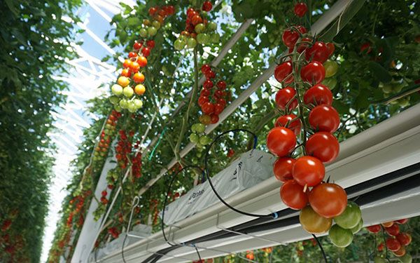 метод Терьохіних по вирощуванню томатів
