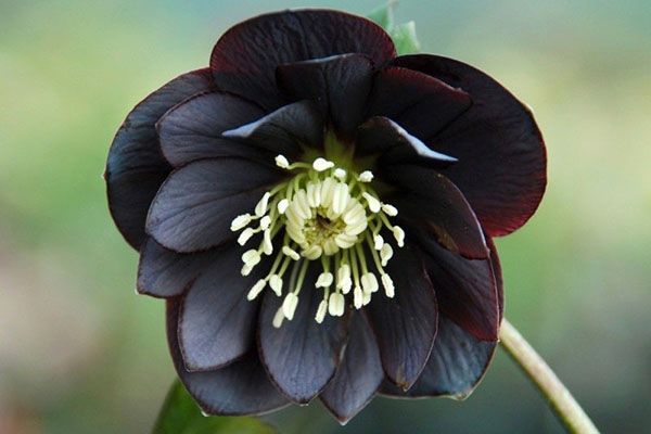 чорний квітка морозника