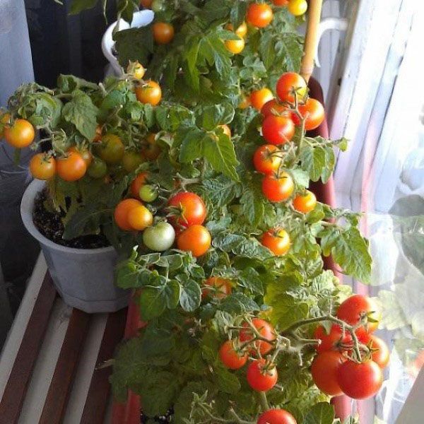 помідори на підвіконні