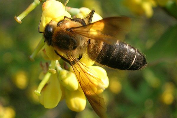 Гімалайський гірська гігантська бджола Apis dorsata laboriosa