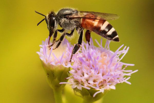 Карликова азіатська бджола або Apis floreа dwarf