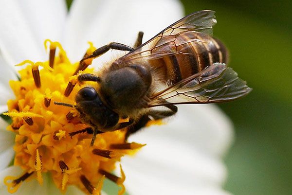Бджола східна або Apis cerana.