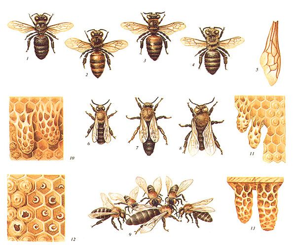 Породи бджіл - сіра гірська кавказька, жовта кавказька, італійська, карпатська