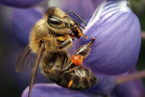 Темна європейська або середньо руської порода бджіл (Apis mellifera mellifera)