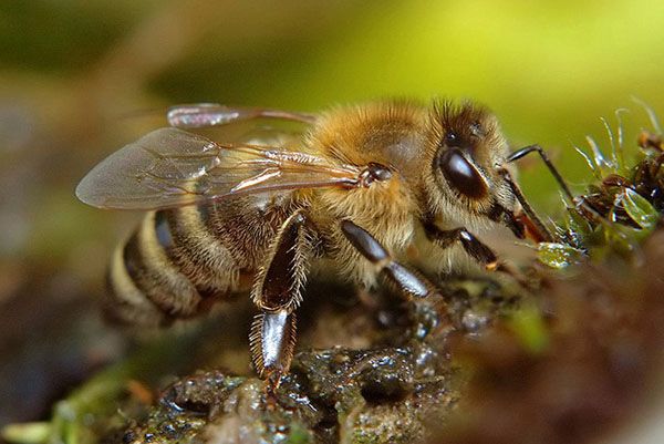 Краинской порода бджіл (Apis mellifera carnica)
