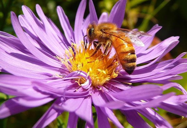 Італійська порода медоносних бджіл (Apis mellifera liqustica)