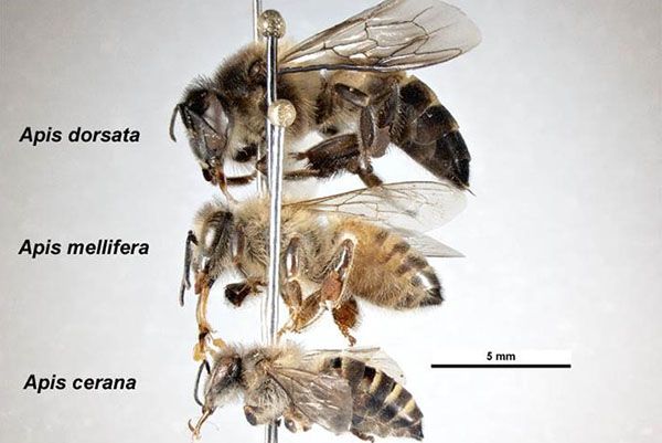 Азіатські медоносні бджоли