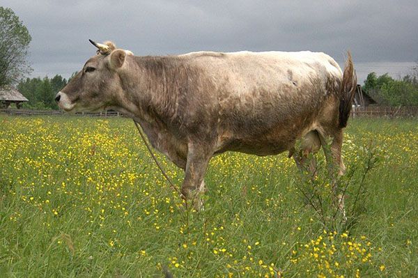 Костромська порода корів