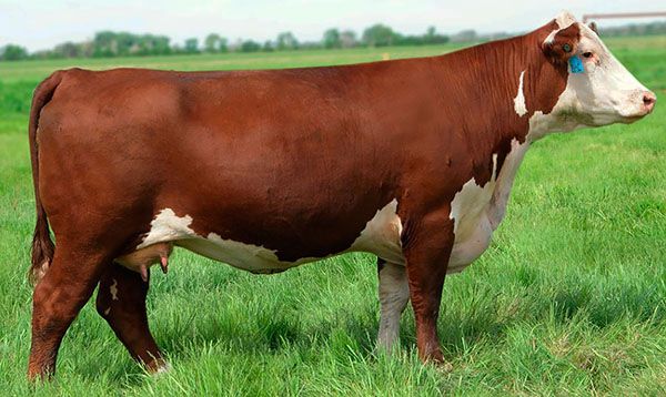 Червона степова порода корів