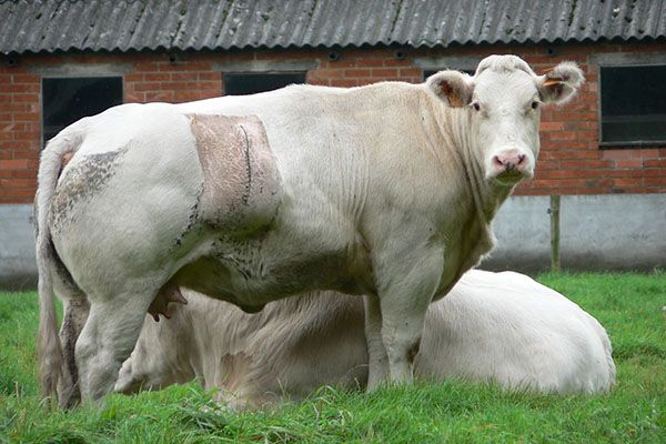 Бельгійська блакитна корова