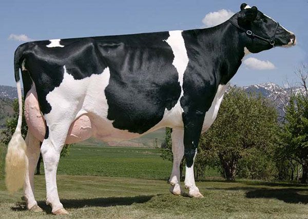 Голландська порода молочних корів