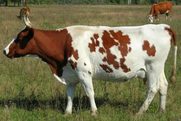 Айширської порода корів