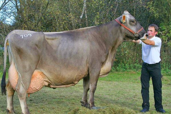 Швіцкая порода корів