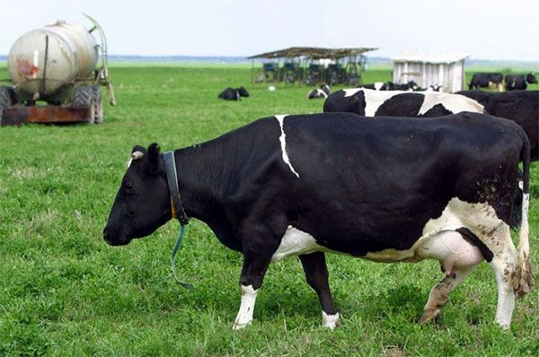 Чорно-ряба порода корів