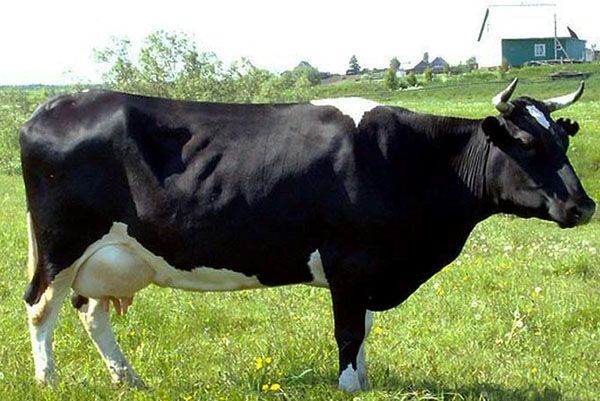 Холмогорская порода корів