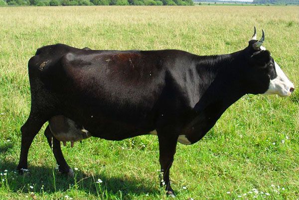 Ярославська порода корів