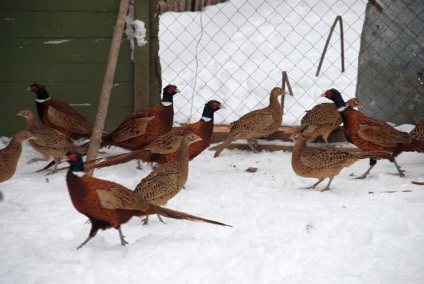 Зимове утримання фазанів
